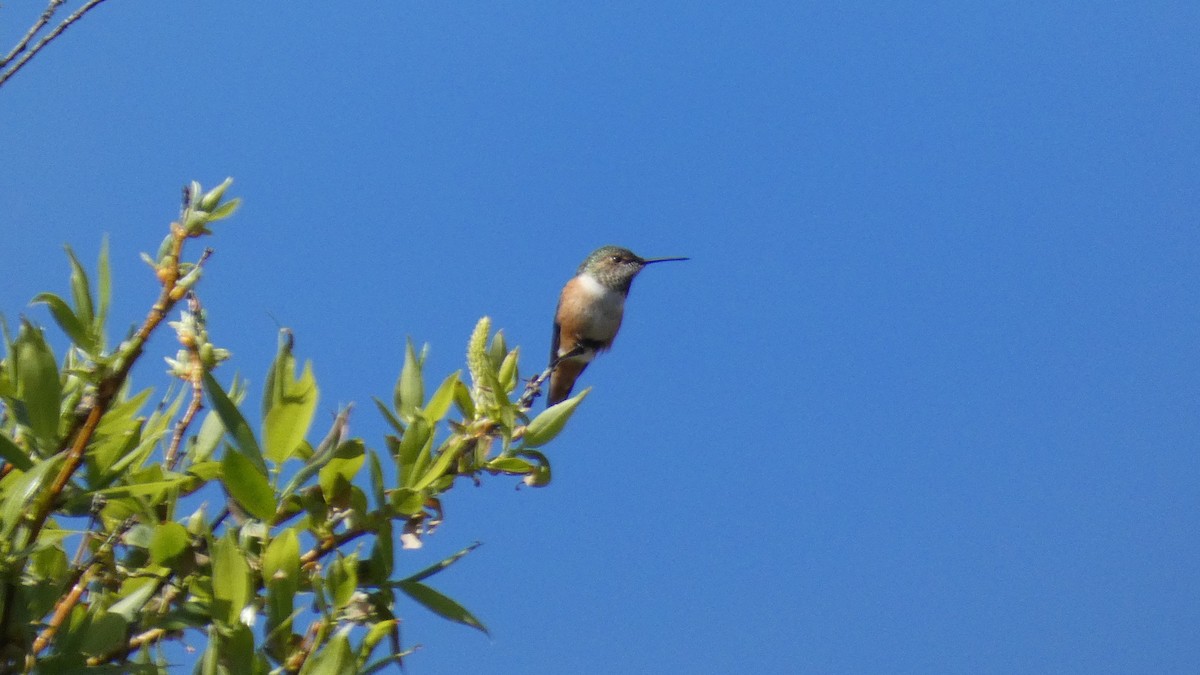 Allen's Hummingbird - ML539491561