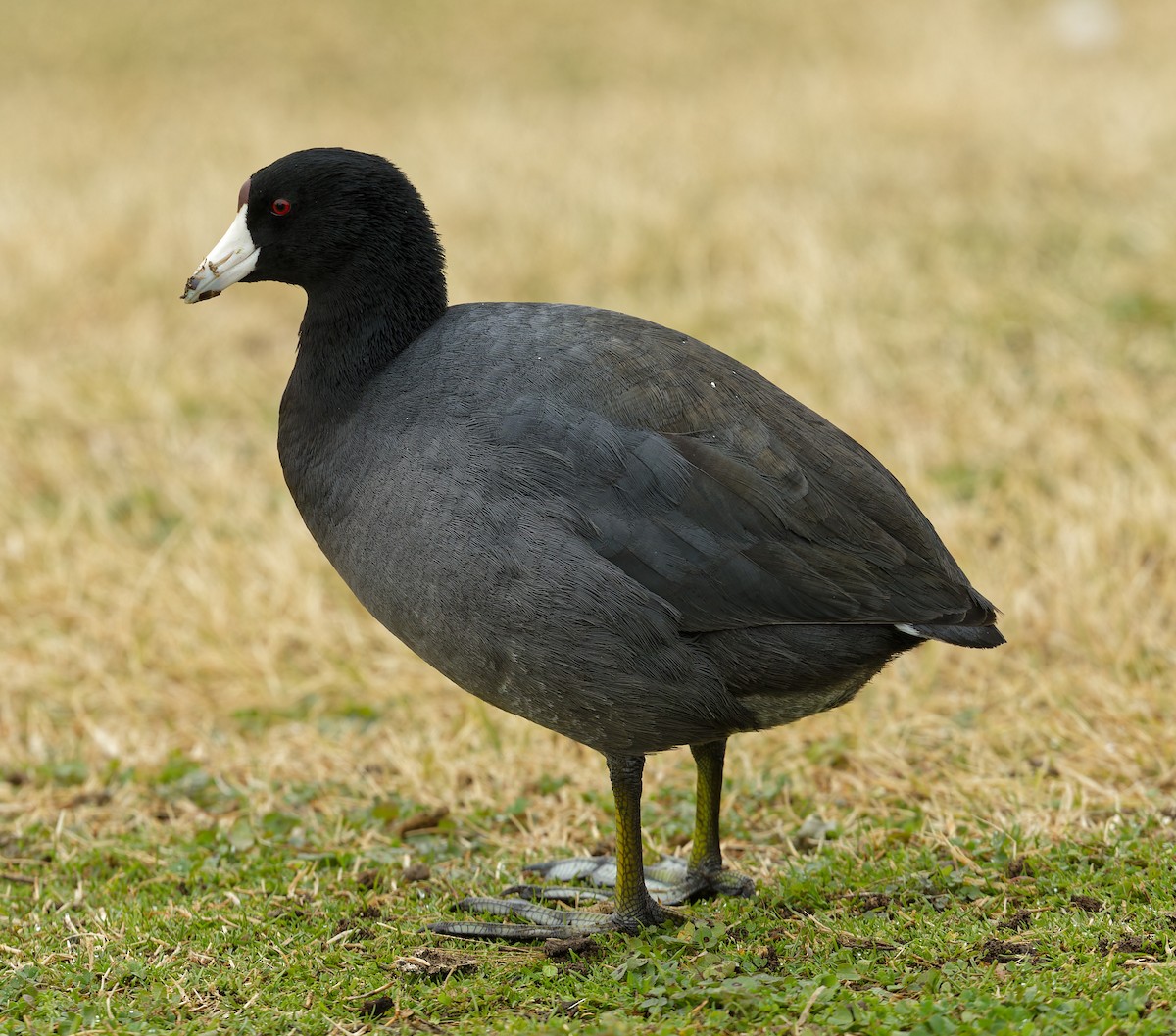 American Coot - ML539494901