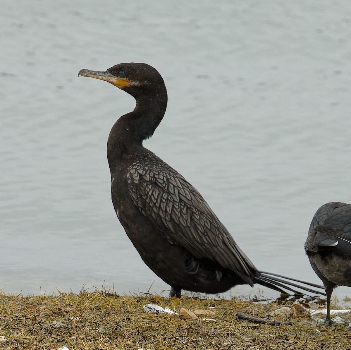 Neotropic Cormorant - ML539495081