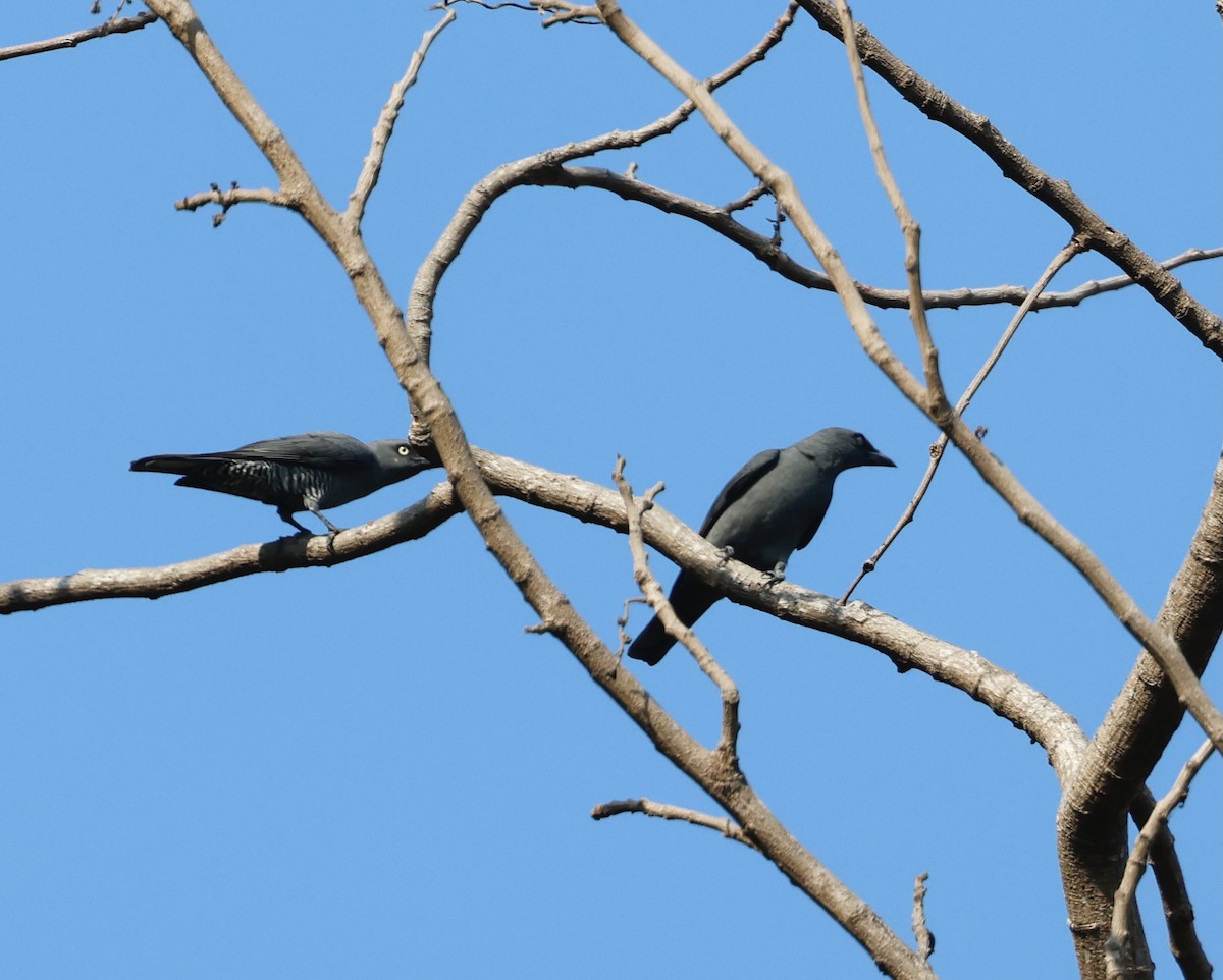 Bar-bellied Cuckooshrike - ML539496261