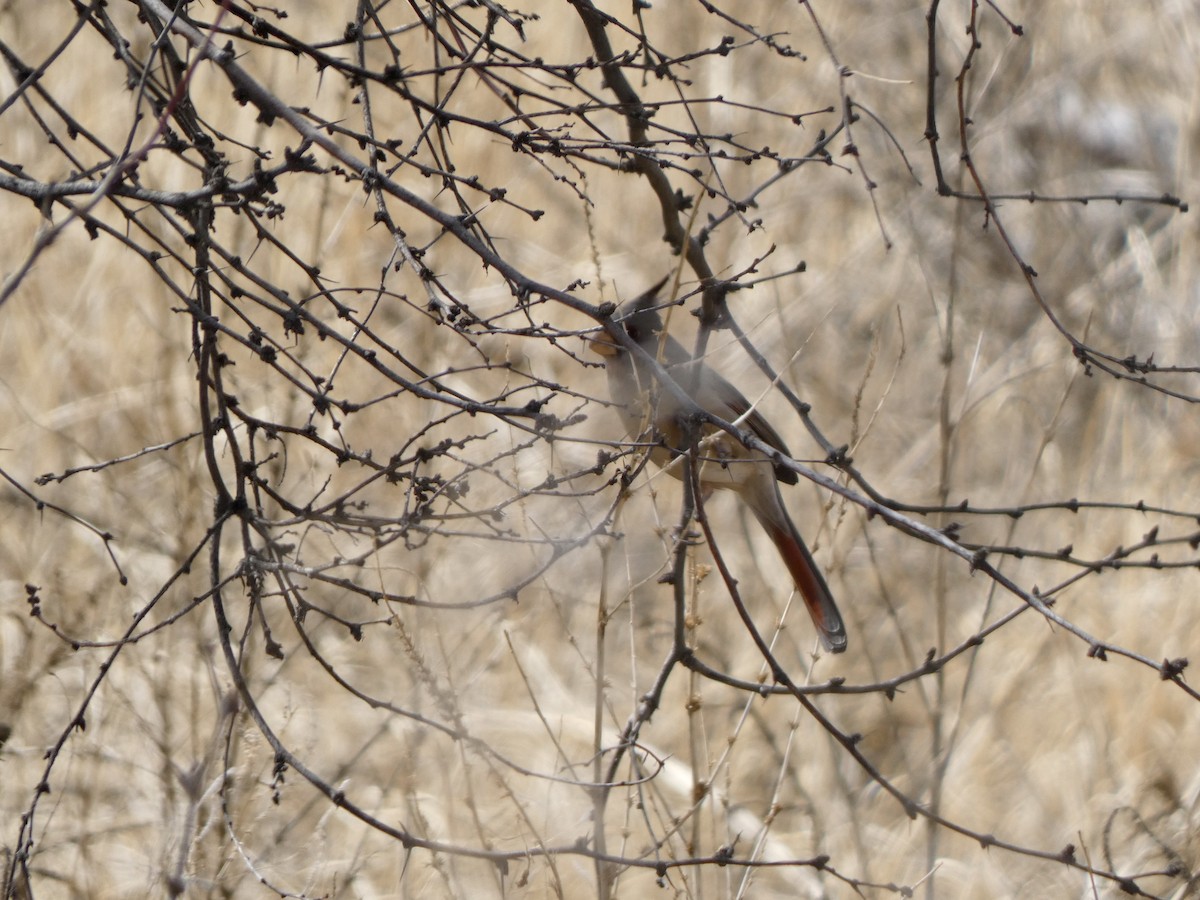 Cardinal pyrrhuloxia - ML539496531