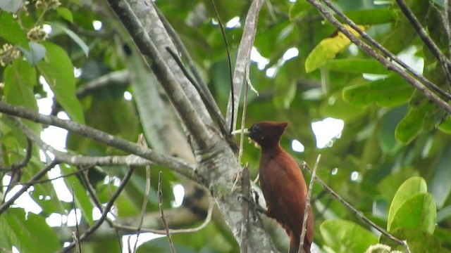 Chestnut Woodpecker - ML539497031