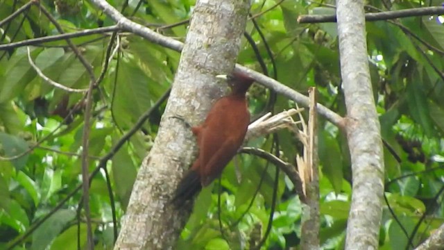 Chestnut Woodpecker - ML539497041