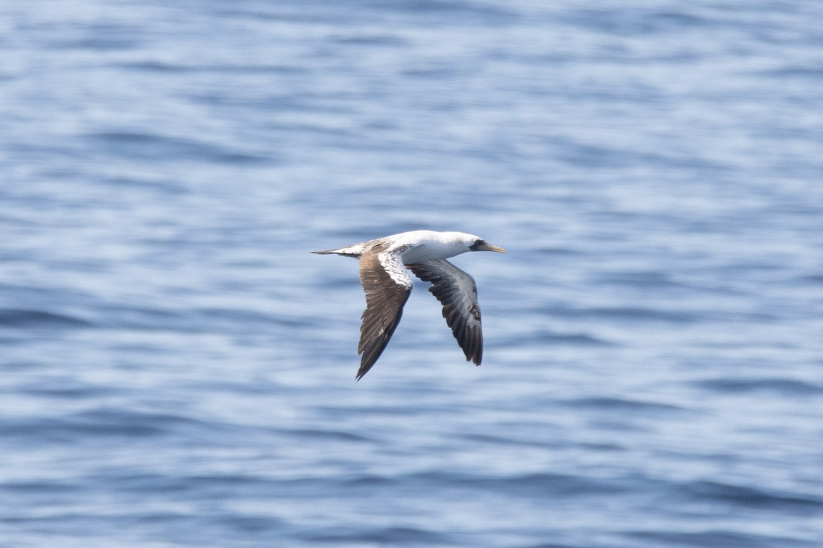 Masked Booby - ML539497671