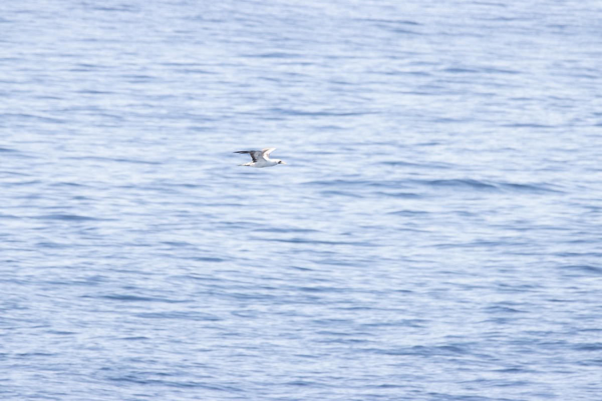 Masked Booby - ML539497681