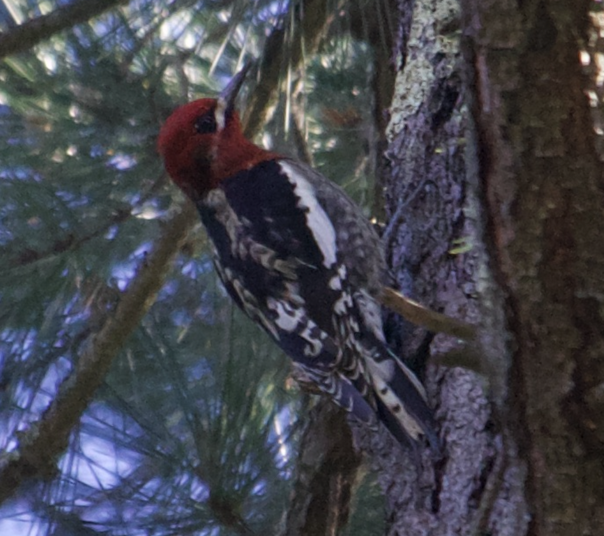 Red-breasted Sapsucker - Max Ferrero