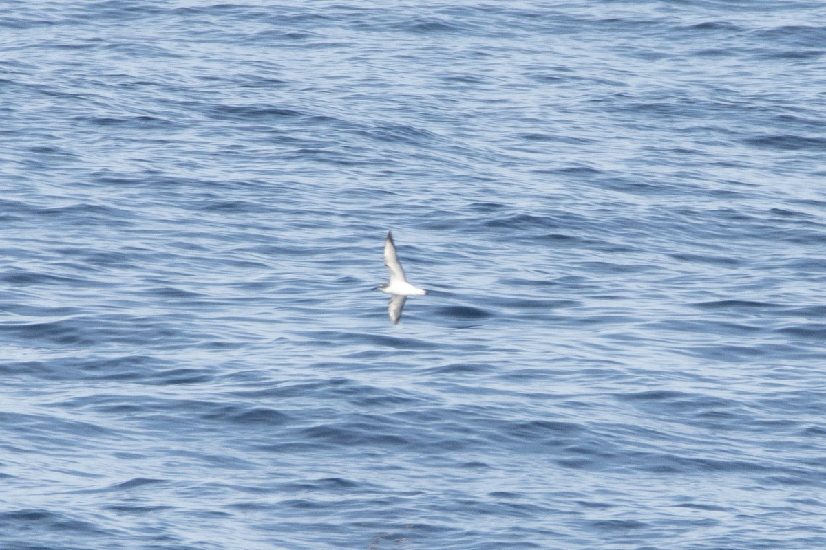 Cook's Petrel - ML539498211