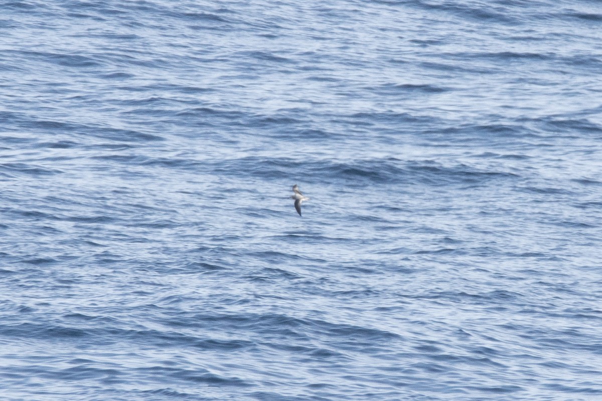 Cook's Petrel - ML539498241