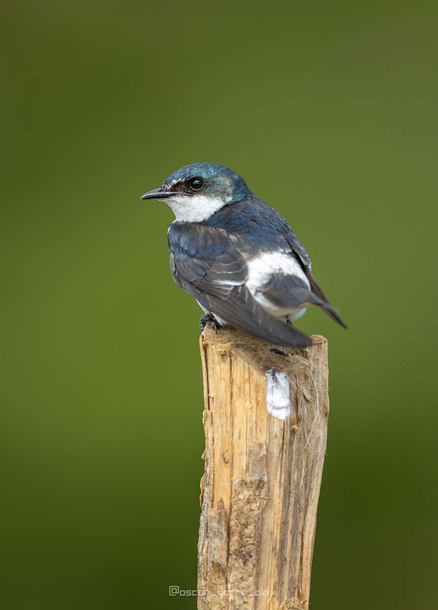 Mangrove Swallow - ML539499211