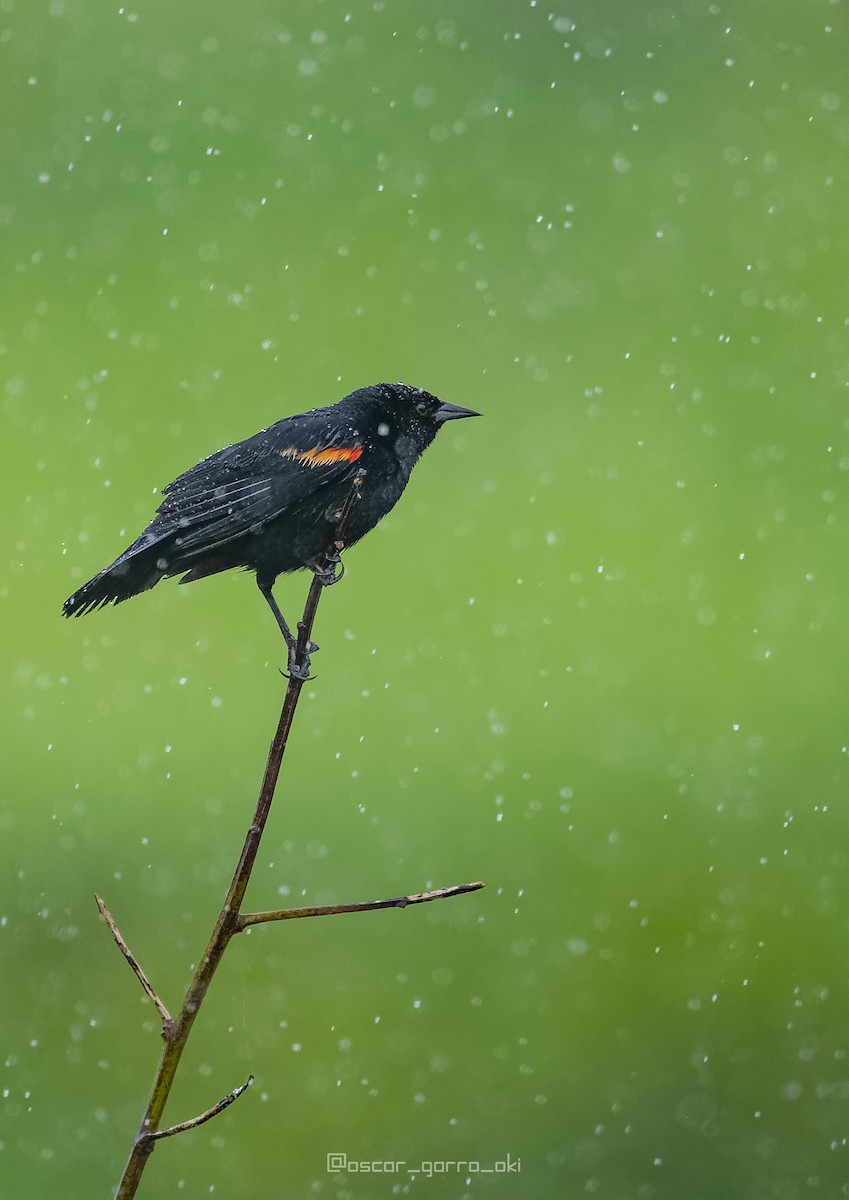 Red-winged Blackbird - ML539499351