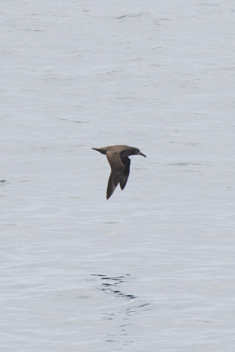 Black-footed Albatross - ML539499781