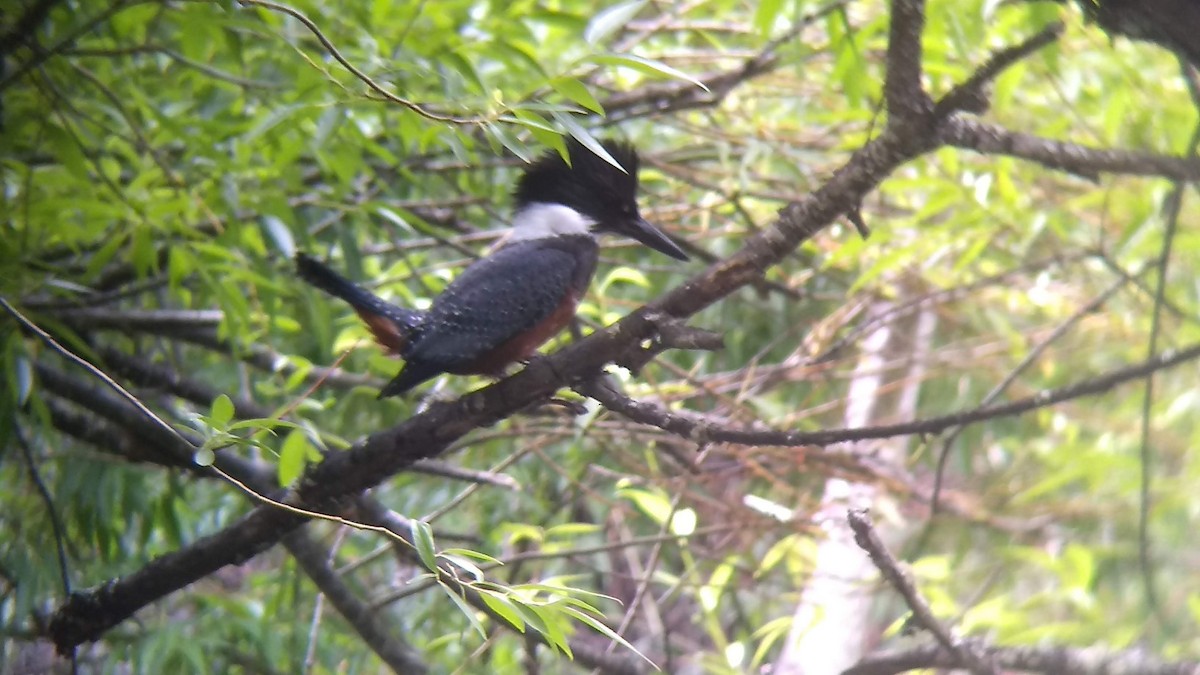 Ringed Kingfisher - ML539500611