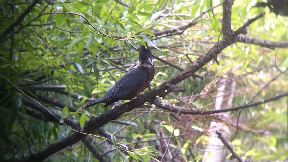 Ringed Kingfisher - Gustavo Vargas