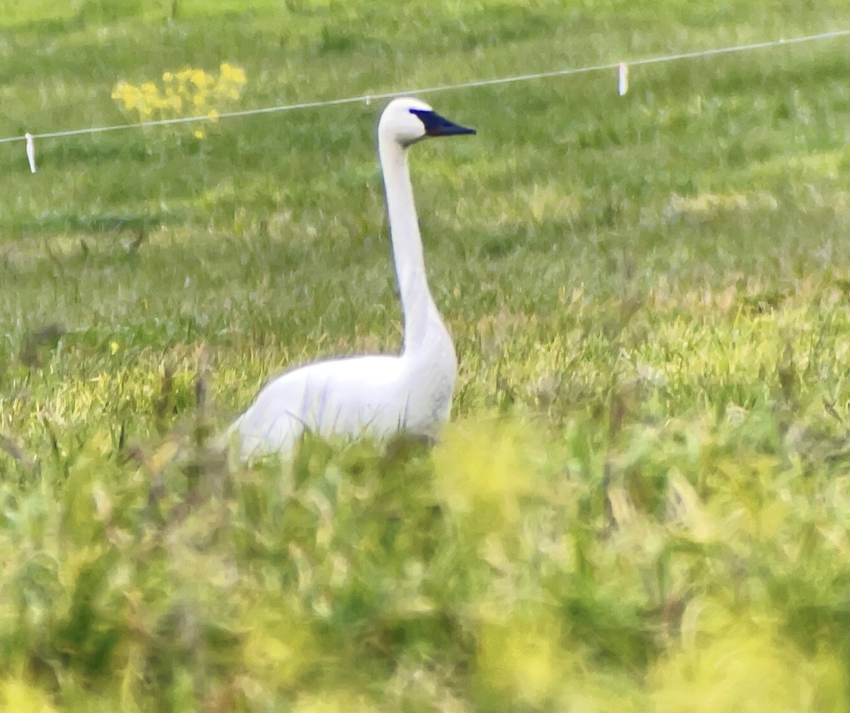 Trumpeter Swan - Denise Herzberg