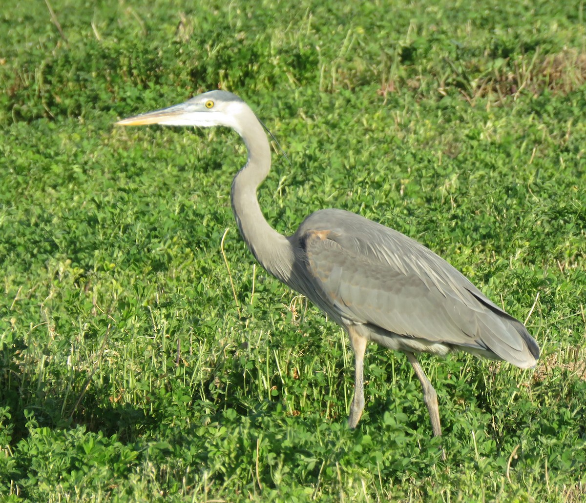 Great Blue Heron - Catherine Hagen