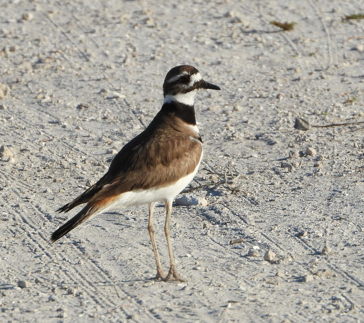 Killdeer - ML539503851