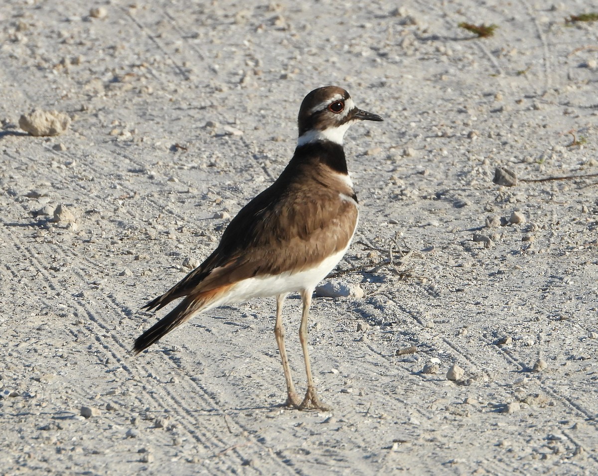 Killdeer - ML539503871