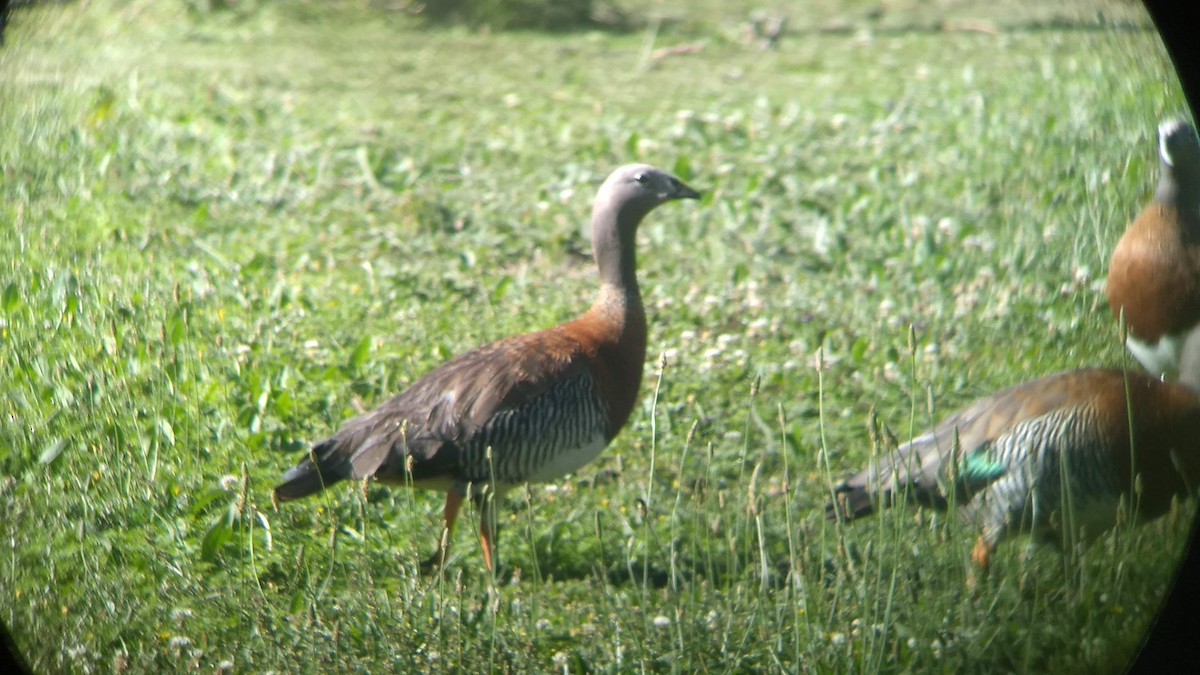 Ashy-headed Goose - ML539504541