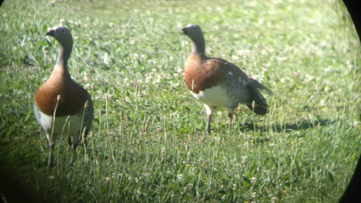 Ashy-headed Goose - ML539504551