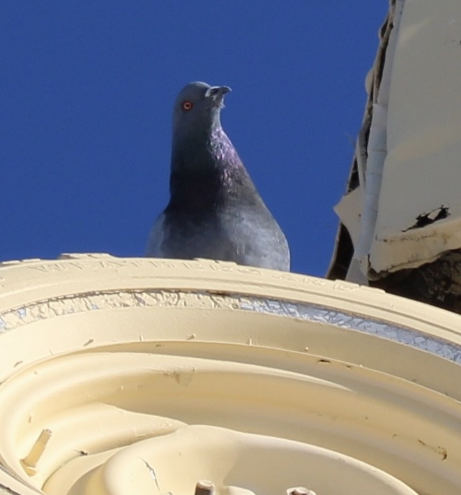 Rock Pigeon (Feral Pigeon) - ML539505101