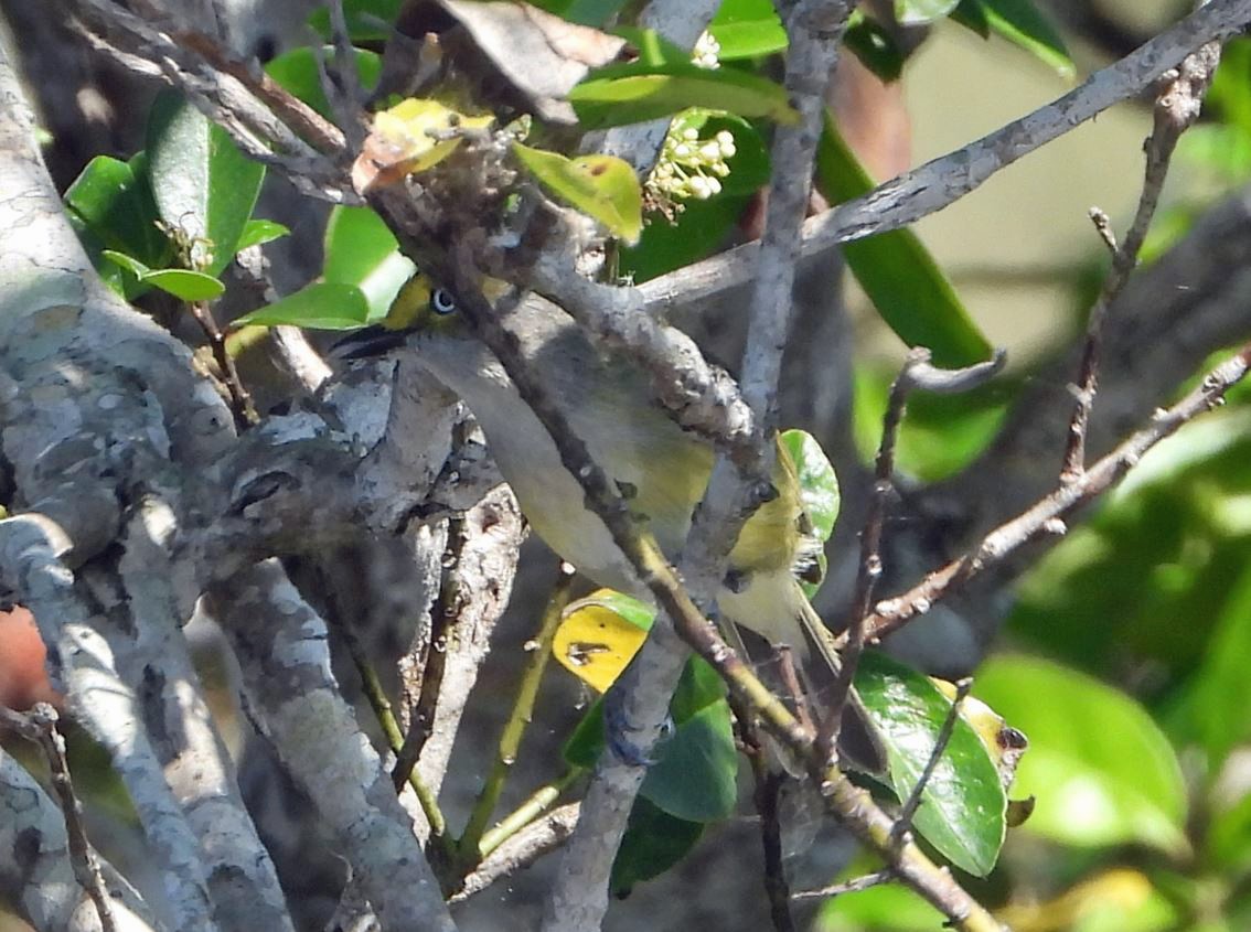 White-eyed Vireo - ML539505481