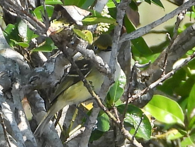 Ak Gözlü Vireo - ML539505491