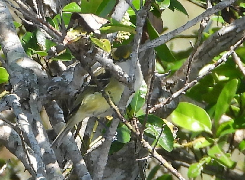 Ak Gözlü Vireo - ML539505511