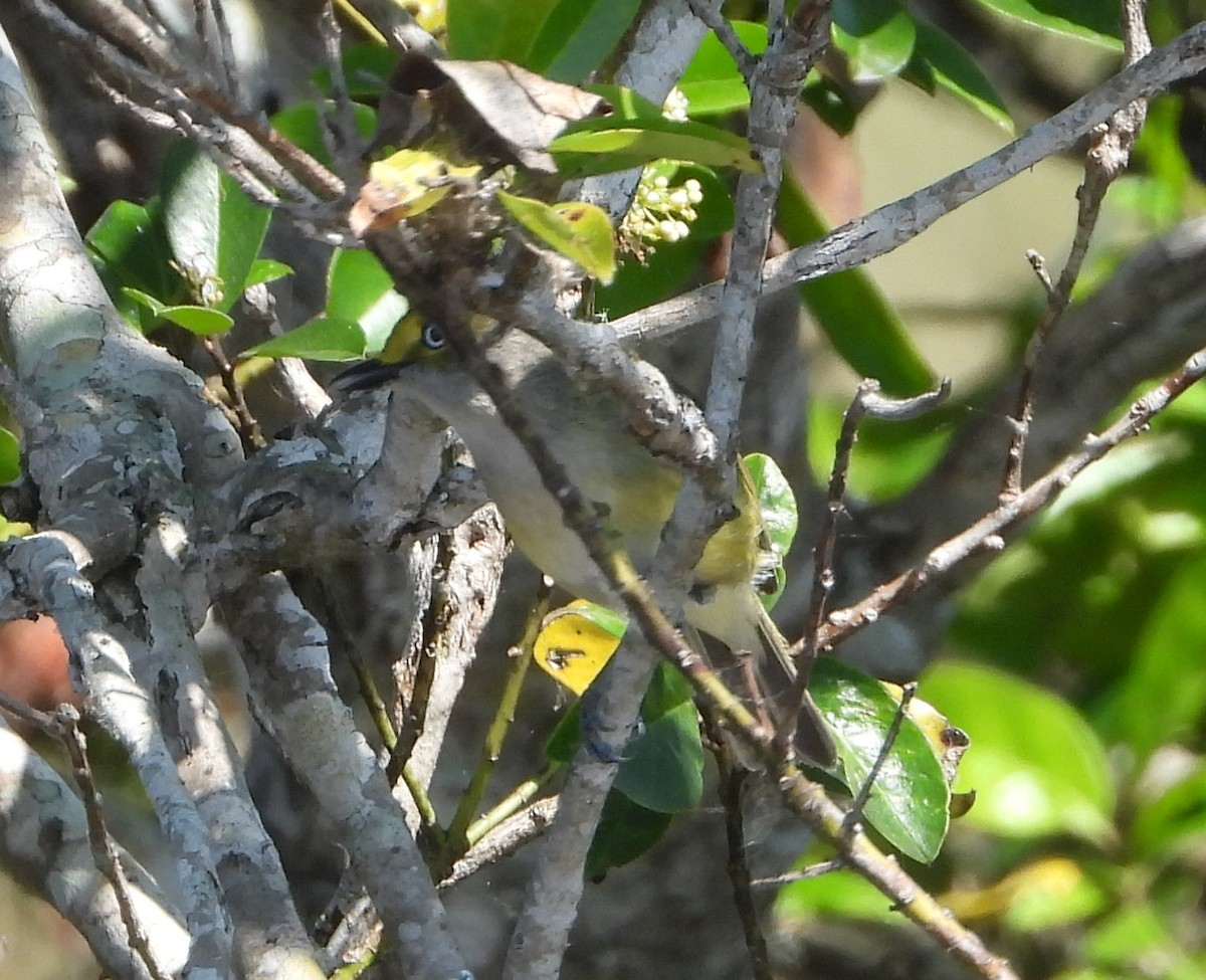 Ak Gözlü Vireo - ML539505521