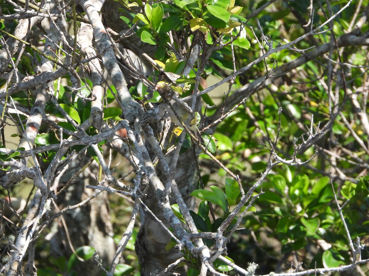 White-eyed Vireo - ML539505531