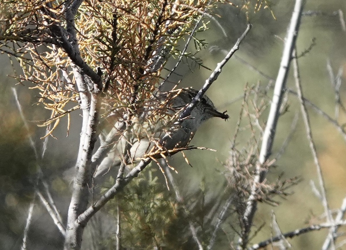 Mosquitero Bilistado - ML539507271