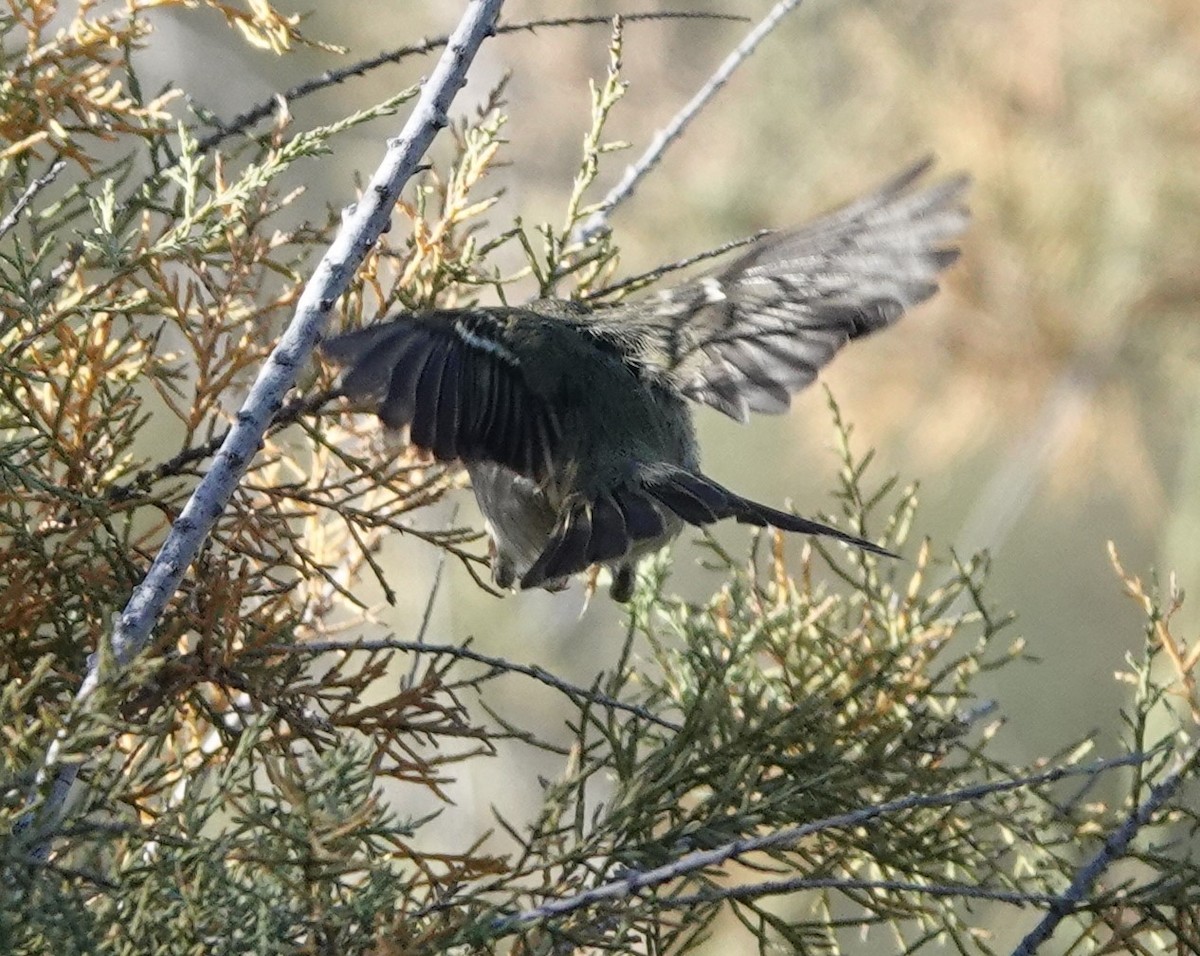 Mosquitero Bilistado - ML539507281