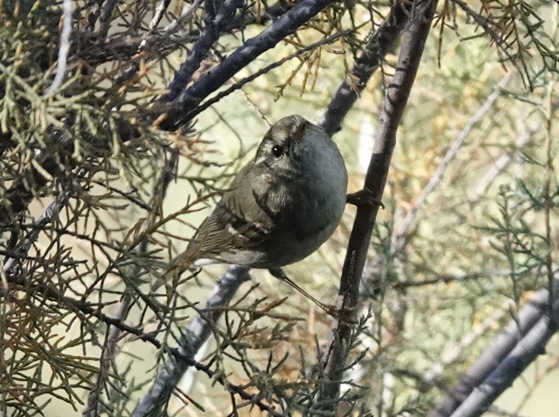 Yellow-browed Warbler - Harald Schott