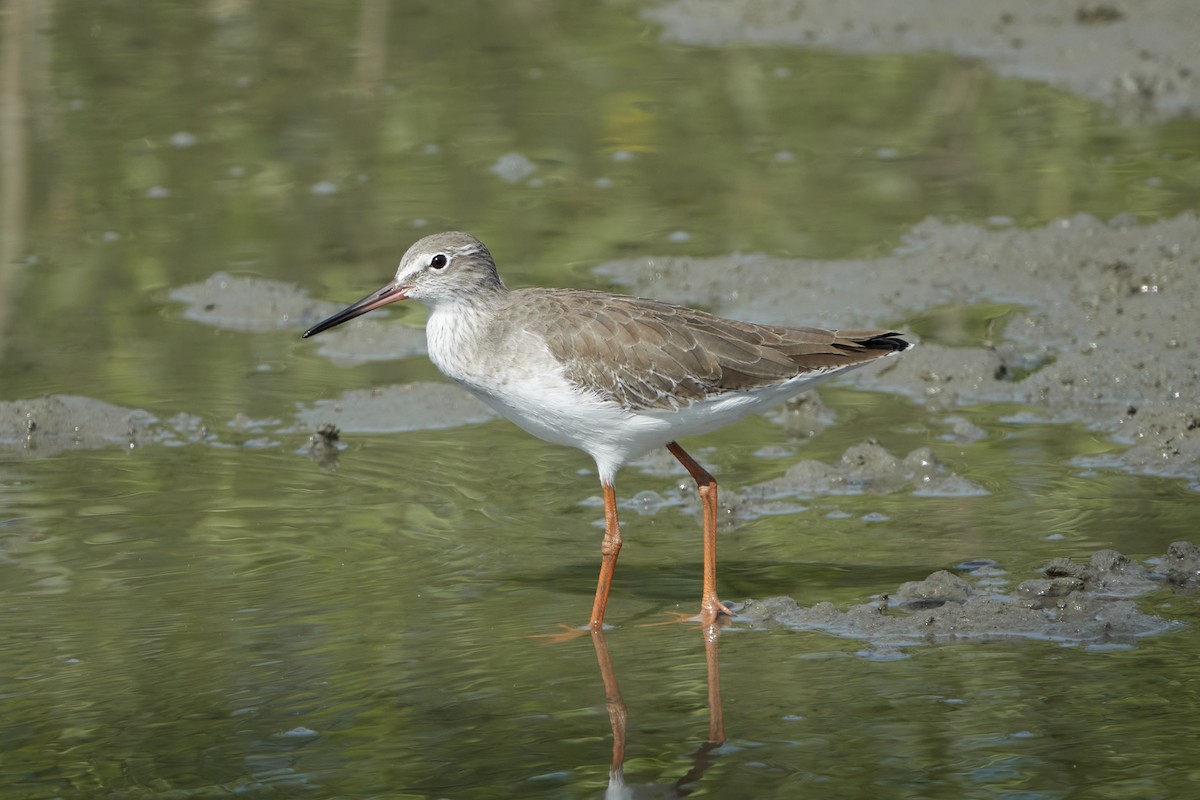 Common/Spotted Redshank - ML539507511