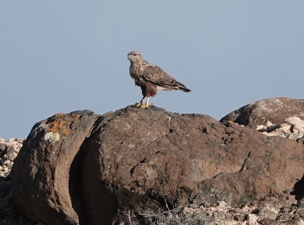 Common Buzzard - ML539508551