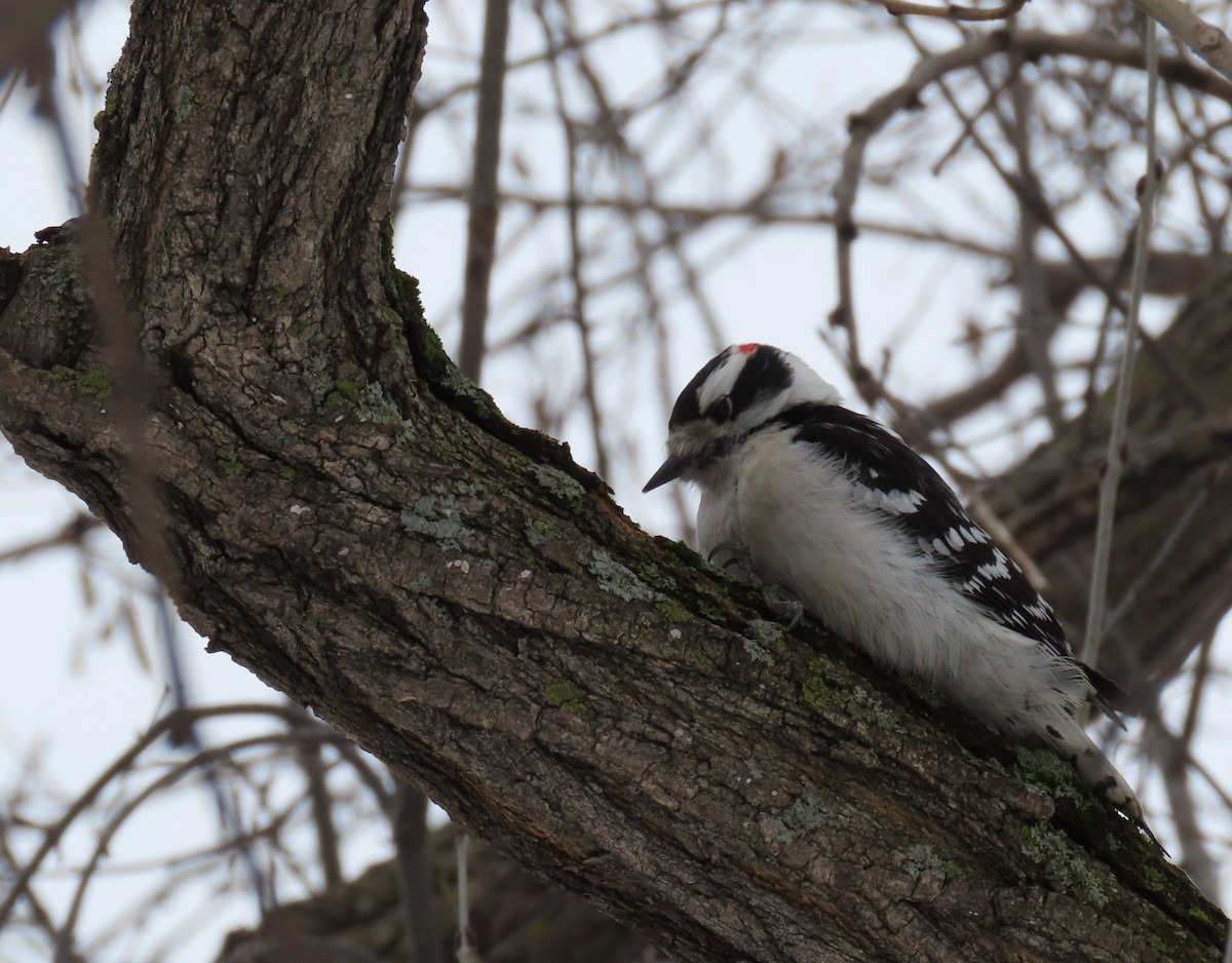 Downy Woodpecker - Nathalie L. COHL 🕊