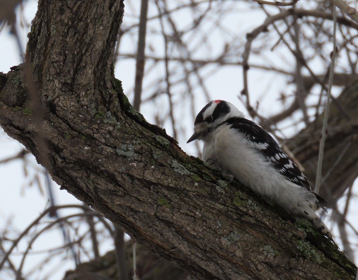 Downy Woodpecker - ML539508621