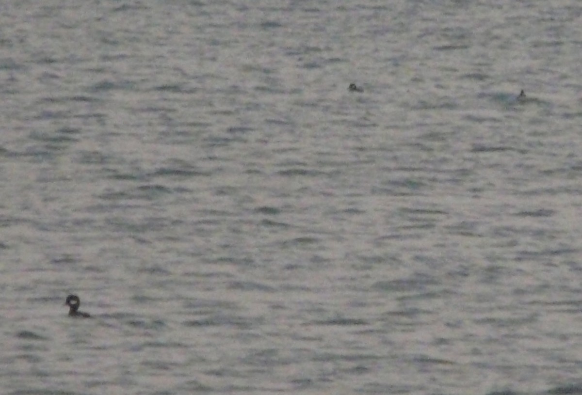 Bufflehead - Sean McCool