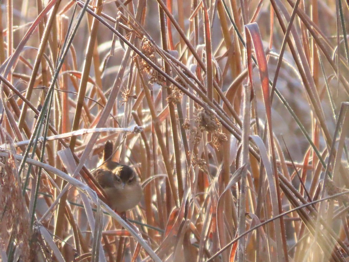 Marsh Wren - Alan  Troyer