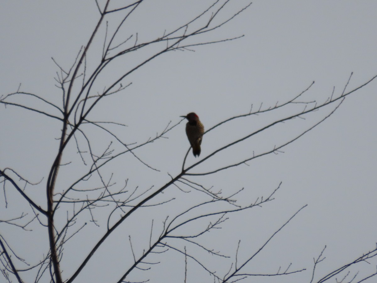 Northern Flicker - ML539509921