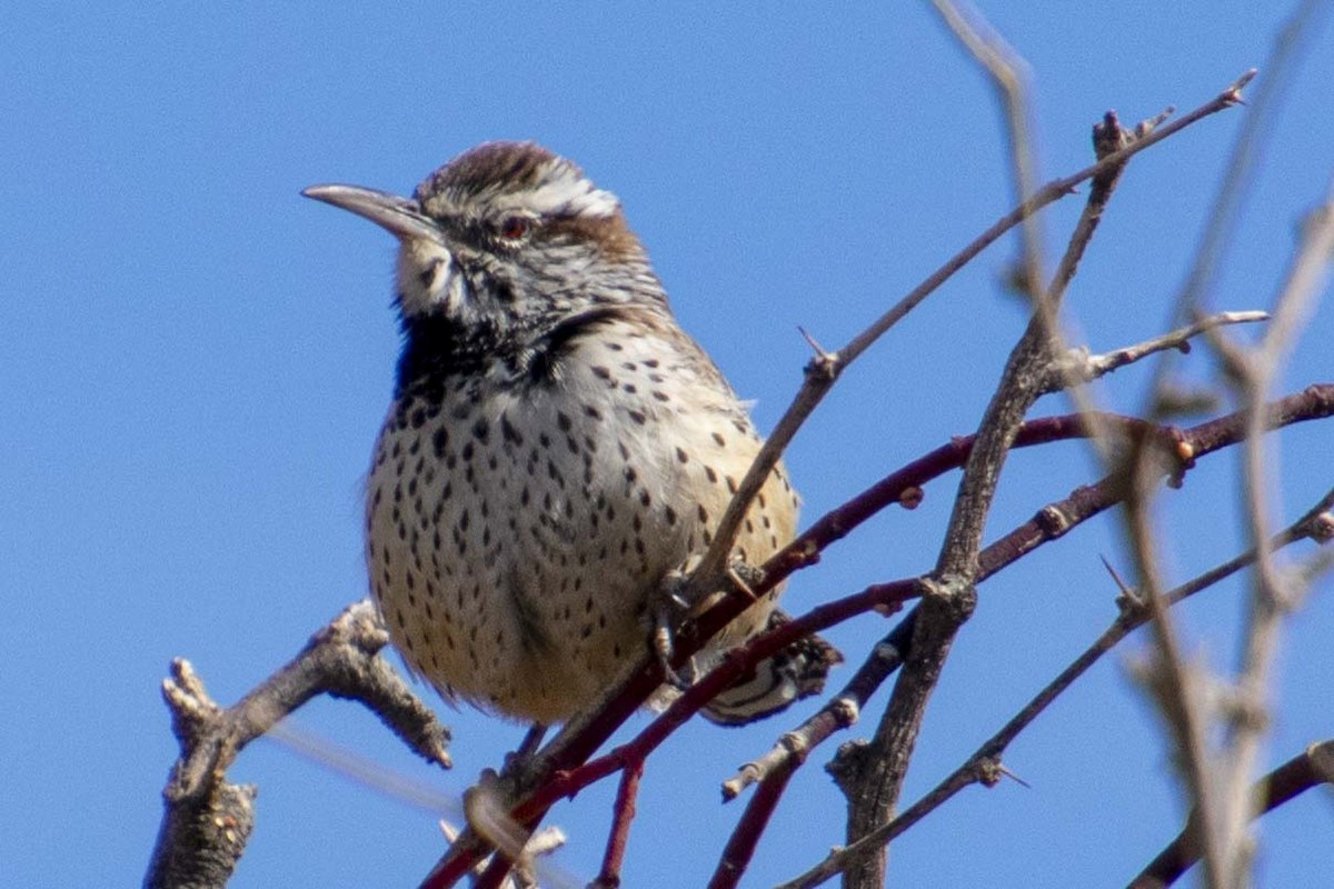 Cactus Wren - ML539510081