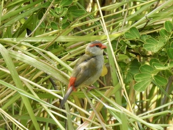 Red-browed Firetail - ML539510321