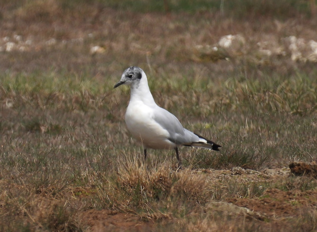 Andean Gull - ML539510481