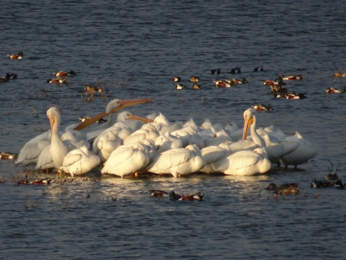 American White Pelican - ML539510561