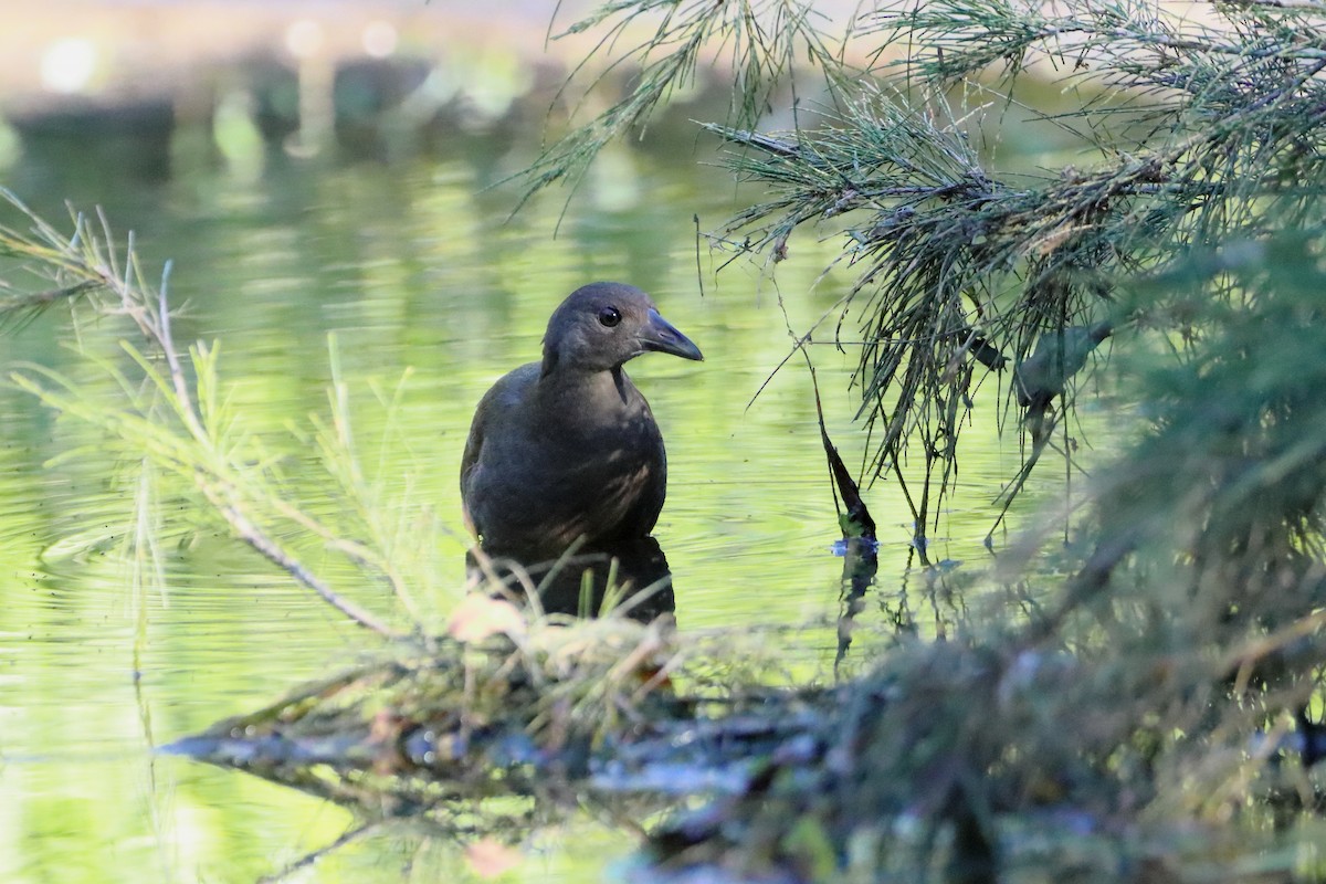 Pale-vented Bush-hen - ML539511801