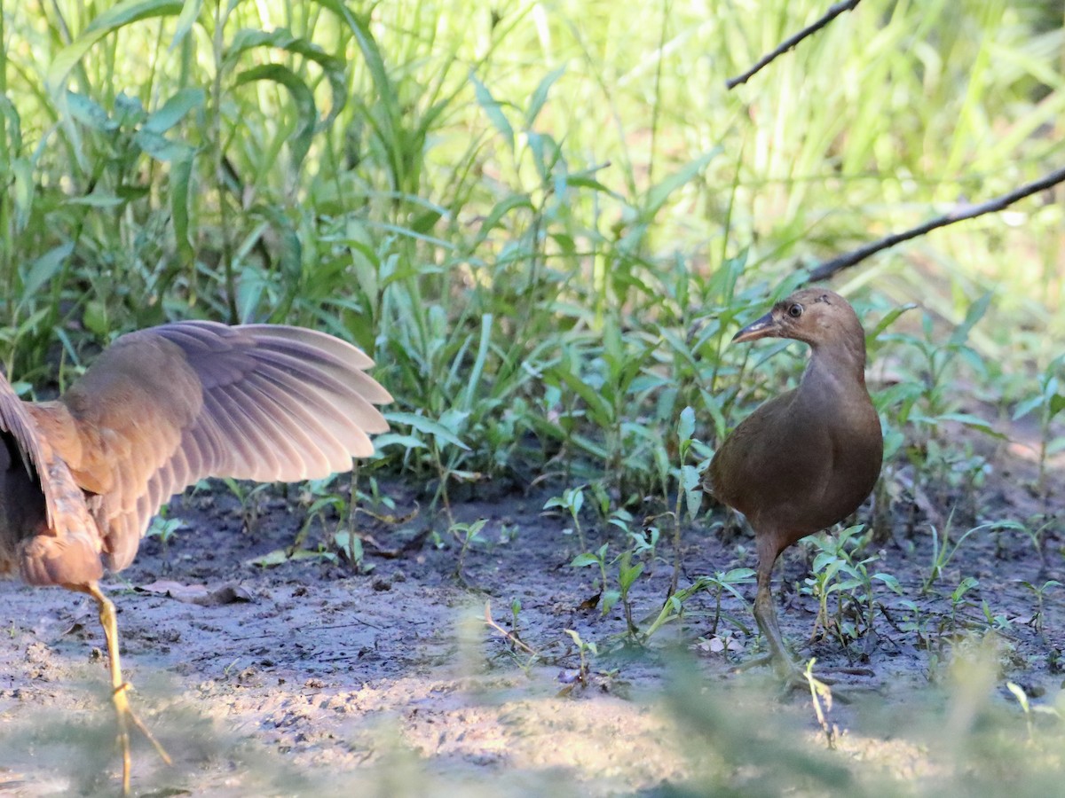 Pale-vented Bush-hen - ML539511821