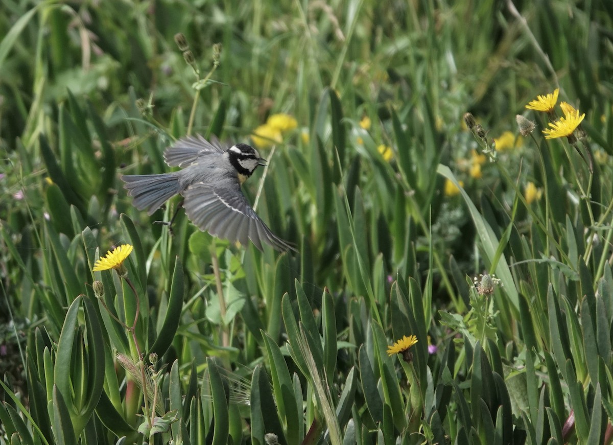 African Blue Tit - ML539513241