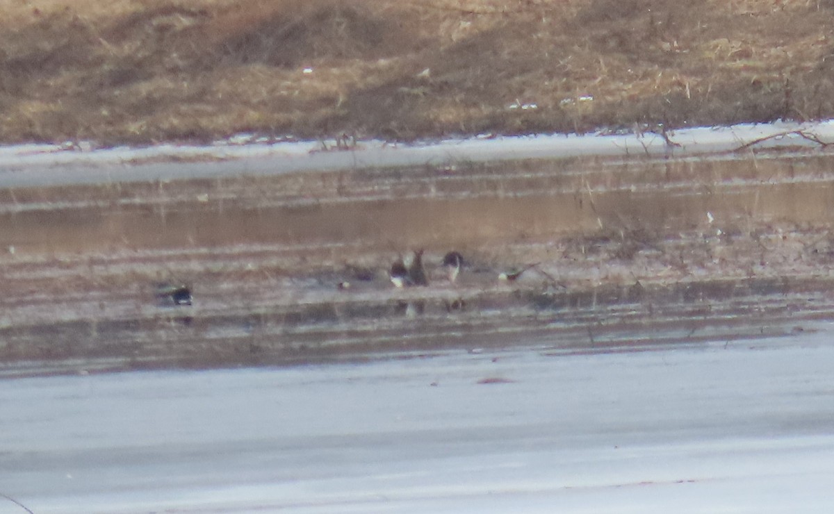 Northern Pintail - ML539513761