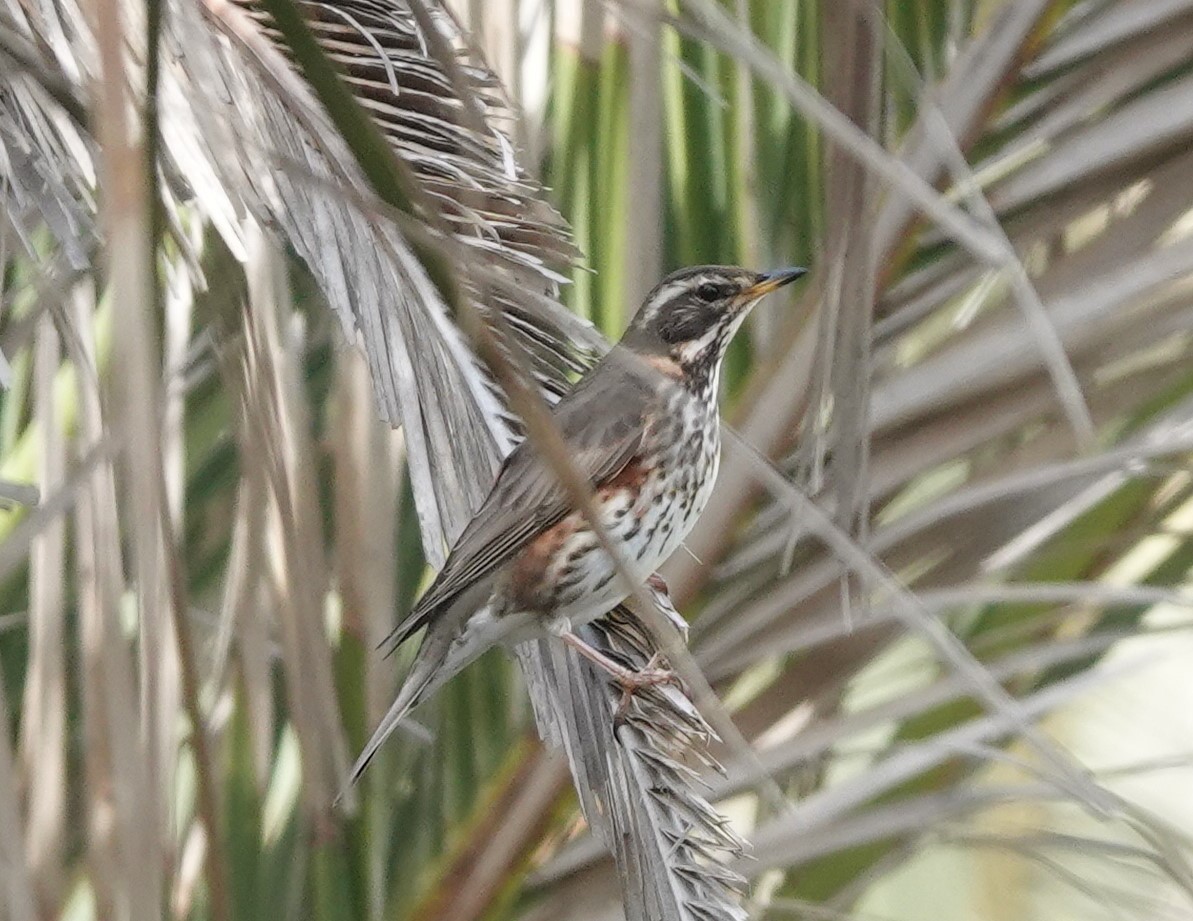 Redwing - Harald Schott