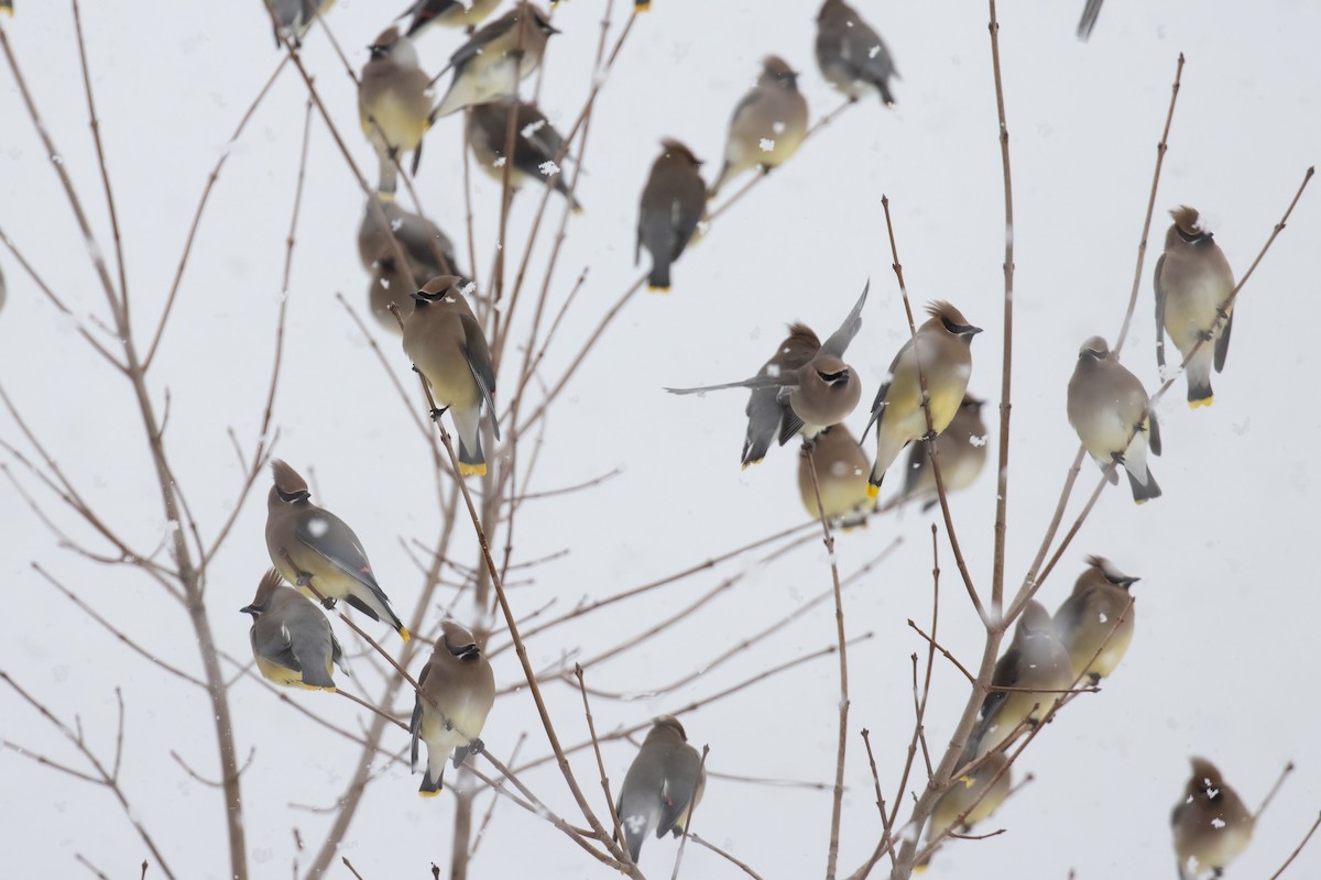 Cedar Waxwing - Kalpesh Krishna
