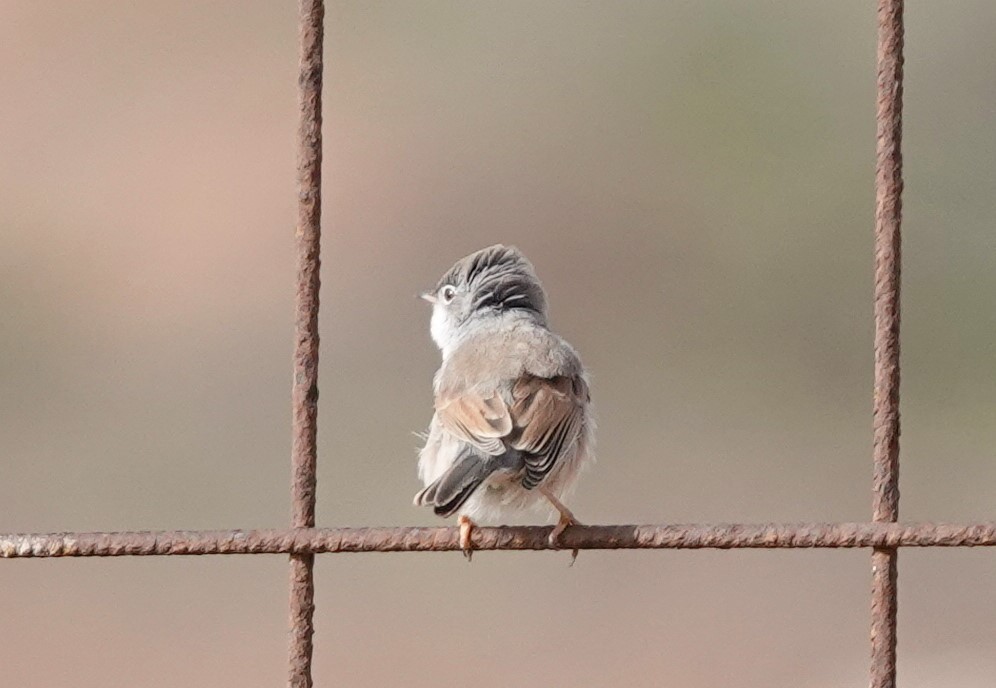 Spectacled Warbler - ML539515091